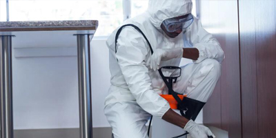 白蟻又到高峰期 不要盲目自行消殺